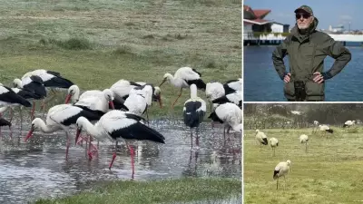 İstanbul Bahar Göçünde Leyleklerin Ana Durağı Oldu