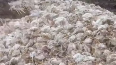 Tarsus'ta Ormana Yüzlerce Tavuk Ölüsü Atıldı: Halk Sağlığı Alarm Veriyor