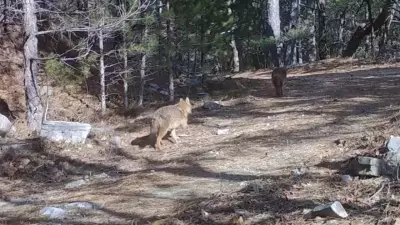 Uludağ'da Fotokapanla İki Çakal Görüntülendi: Doğanın Gizli Bekçileri