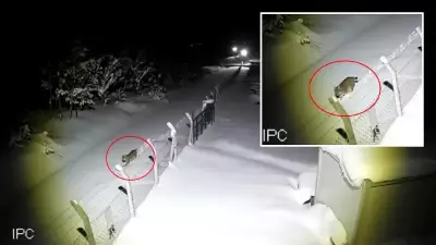 Vaşak 'Gecenin Hayaleti' Tam Bir Yıl Sonra Aynı Noktada Tekrar Görüntülendi