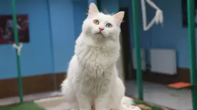Van Kedi Villası'nda Çiftleşme Dönemi Başladı, Nisan'da Yavrular Bekleniyor