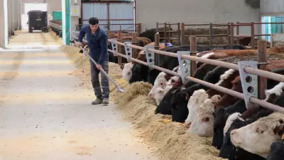 Van'da Hayvancılık Devrimi: 2 Yıl Ödemesiz, 7 Yıl Vadeli Düve Dağıtımı Başlıyor
