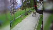 Afyonkarahisar'da Eşek Saldırısına Uğrayan 4 Yaşındaki Çocuk Tedaviye Alındı