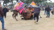 Şap Salgınına Rağmen Deve Güreşi Heyecanı: Antrenman Güreşleri Büyük İlgi Gördü