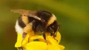 Bombus Arılarının Su Altında Hayatta Kalma Sırrı Bilim Dünyasında Şaşkınlık Yarattı