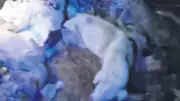 Edremit'te Vahşet: 40 Köpek Çuvallarda Ölü Bulundu, Belediye Küpeleri Dikkat Çekti