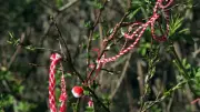 Marteniçka Hikayesi ve Anlamı: Baharın Geleneksel Sembolü Nasıl Yapılır?