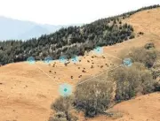 Çobanlara Gerek Kalmadı: Yapay Zeka ve Drone'larla Hayvancılıkta Devrim