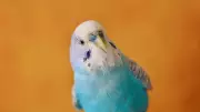 Papağanların Şaşırtıcı Konuşma Yeteneği: 1.700'den Fazla Kelime Bilen Kuşların Sırrı