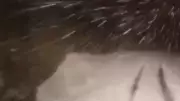 Siirt'te Kar Mücadelesi: Mahsur Kalanlar Kurtarıldı, Yollar Açılıyor