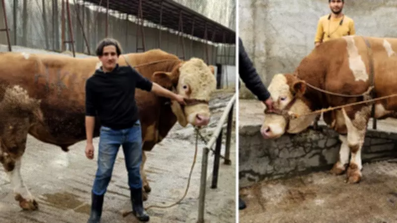 1 Ton 190 Kiloluk Dev Boğa 600 Bin Liradan Satışa Çıkarıldı