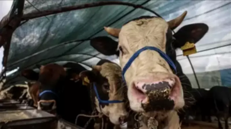 2026 Kurban Bayramı Ne Zaman? Tatil Kaç Gün?