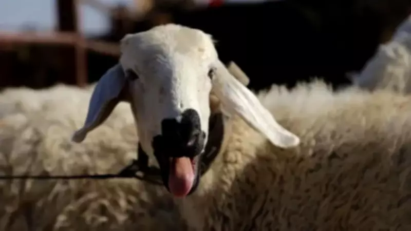 2026 Kurban Bayramı Tarihleri Açıklandı: Arife ve Tatil Günleri Belli Oldu