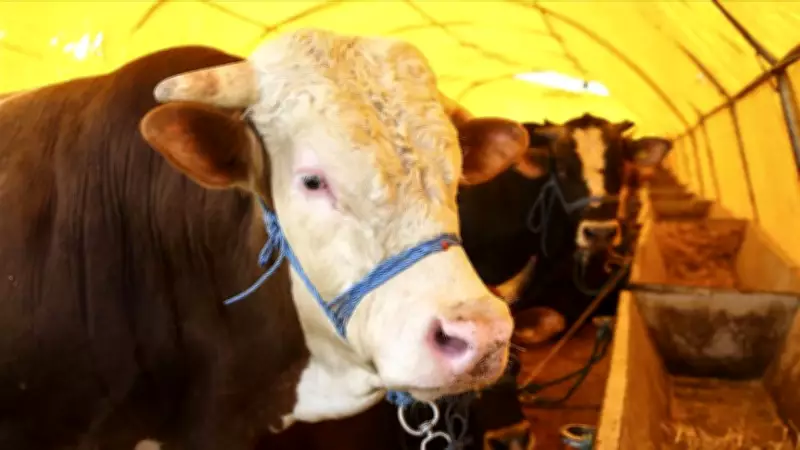 2026 Kurban Bayramı Tarihleri Belli Oldu: Tatil 9 Gün Olabilir Mi?