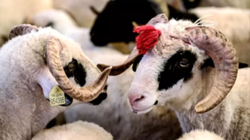 2026 Kurban Bayramı Tatili 9 Gün Olacak mı? İşte Resmi Takvim ve Detaylar