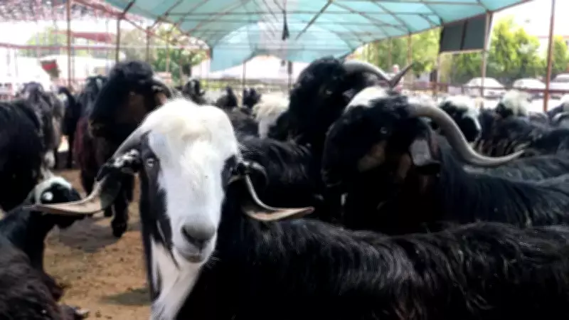 2026 Kurban Bayramı Tatili Kaç Gün Olacak? 9 Günlük Tatil İhtimali Gündemde