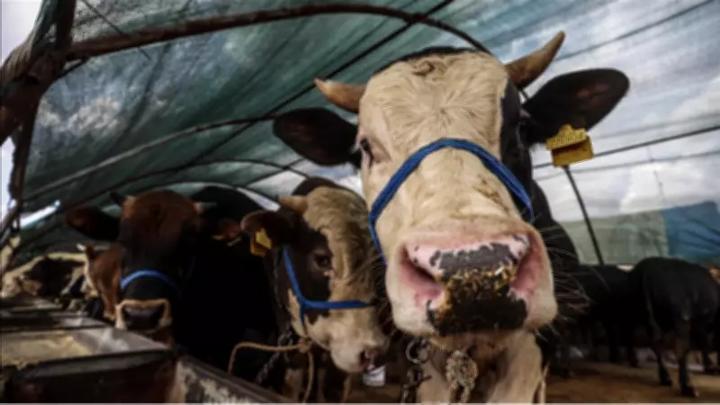 2026 Kurbanlık Fiyatları Açıklandı: Büyükbaş ve Küçükbaş Hayvanlar Kaç Lira Olacak?