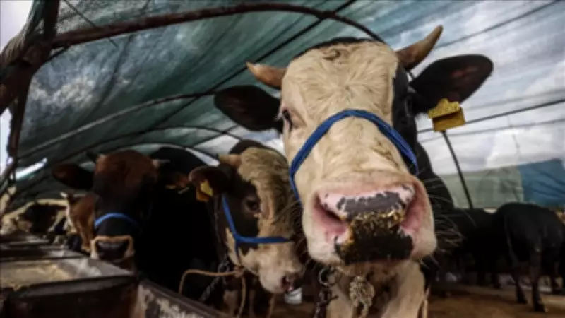 2026 Kurbanlık Fiyatları Açıklandı: Dana, Tosun, Koyun ve Koç Kaç TL?