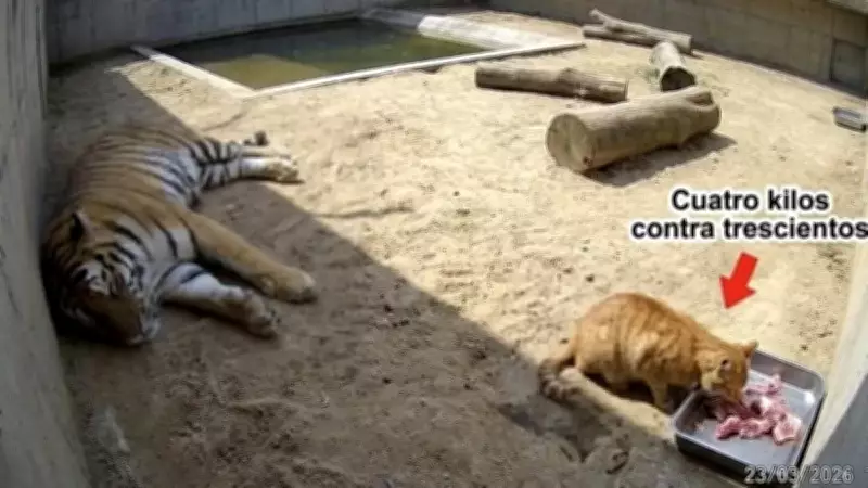 4 Kiloluk Kedi, 300 Kiloluk Kaplanı Haraca Bağladı!