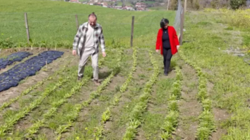 600 Soğandan 8 Bin Fideye: Samsunlu Çiftin Ak Zambak İhracat Başarısı