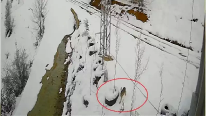 Aç kurt ile tavşan arasındaki nefes kesen kovalamaca kamerada