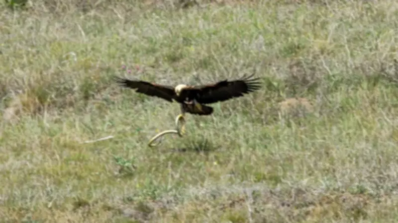 Şah Kartal Tür Eylem Planı Kapsamında Çorum'da İzleme Çalışmaları Başladı