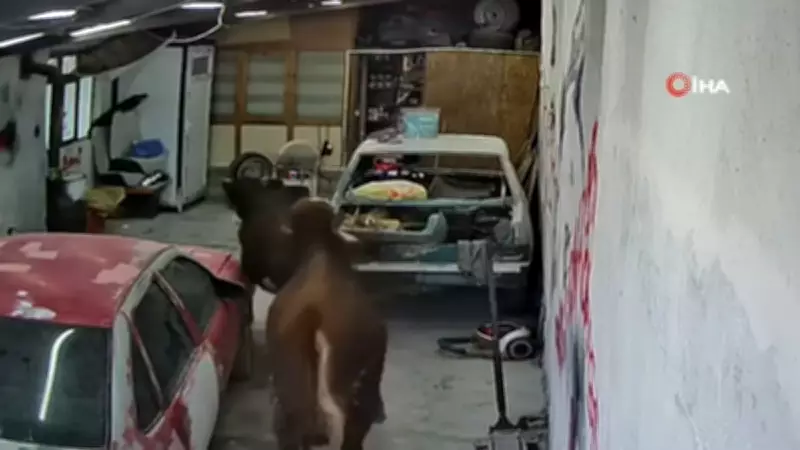 Ahırdan Kaçan Danalar Oto Tamirciyi Bastı, O Anlar Kamerada
