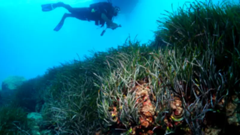 Akdeniz'in 'Akciğerleri' Deniz Eriştesi Çayırları Lara'da Koruma Altına Alınıyor