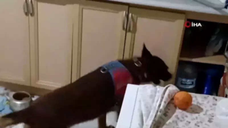 Aksaray'da Narkotik Köpeği Yalman, Patisiyle Uyuşturucuların Yerini Gösterdi