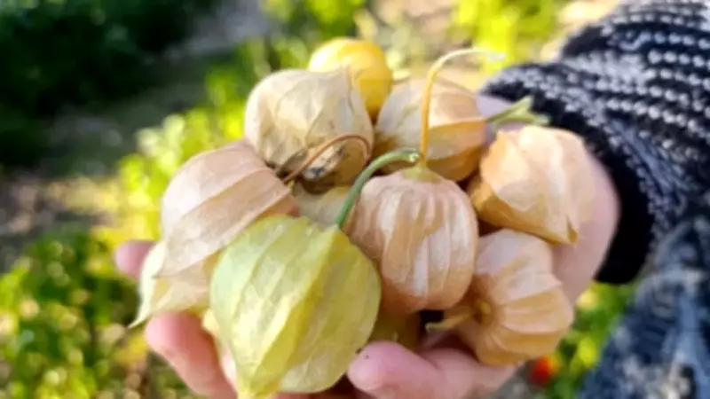 Altın Çilek Çiftçiye Servet Kazandırıyor: Kilosu 1.800 TL'ye Ulaştı!