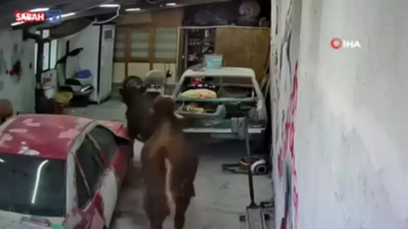Ankara'da ahırdan kaçan danalar oto tamirciyi bastı, o anlar kamerada