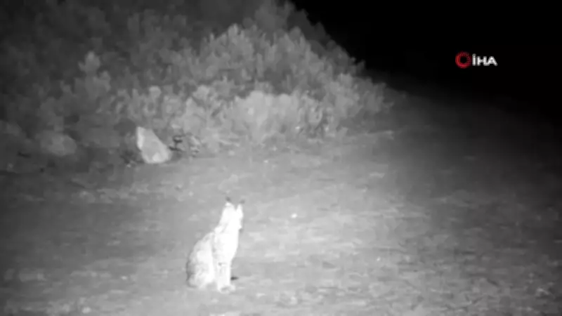 Çankırı'da Nesli Tehlike Altındaki Vaşaklar Fotokapanla Görüntülendi