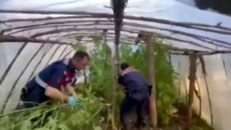 Antalya'da Serada Dev Uyuşturucu Operasyonu: 11 Kilo Skunk Ele Geçirildi