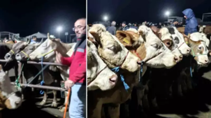 Şarkışla Kurban Pazarında Pazarlıklar Geceye Kadar Sürüyor