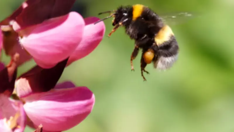 Arıların Ritim Algısı: Küçük Beyinlerdeki Büyük Keşif