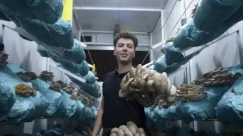 Avukat Salih Günaydın, Hobi Olarak Başladığı Mantar Üretiminde Günde 1 Ton Hasat Yapıyor