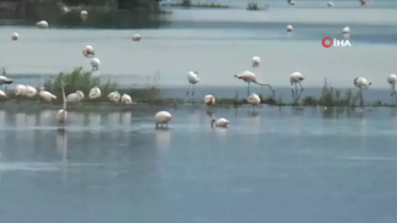 Aydın'da Taşkın Alanları Flamingolarla Görsel Şölene Dönüştü