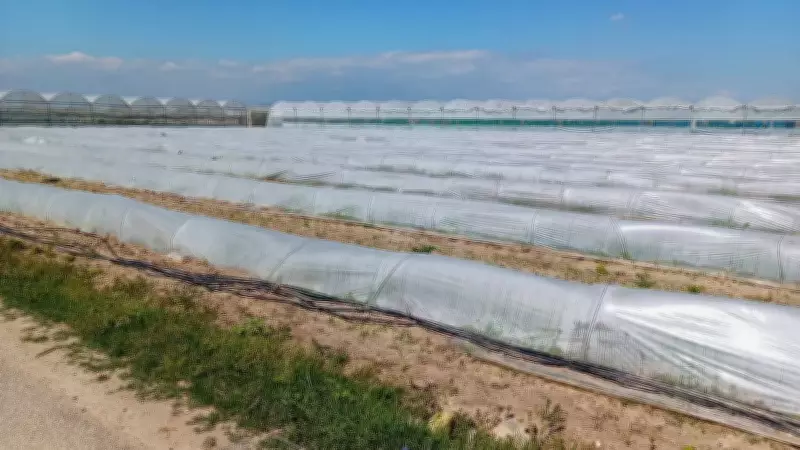 Bakanlık, 'Marullar Koyunlara Kaldı' İddialarını Yalanladı: Gerçek Ortaya Çıktı