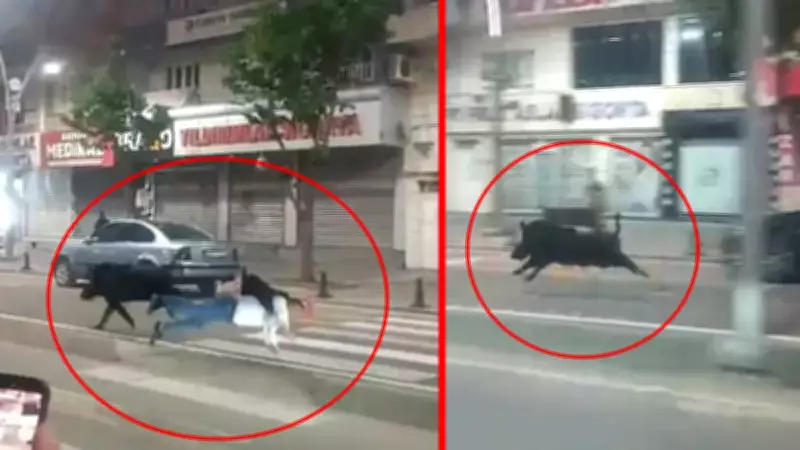 Batman'da yaya geçidinde domuz saldırısı: 3 yaralı, o anlar kamerada