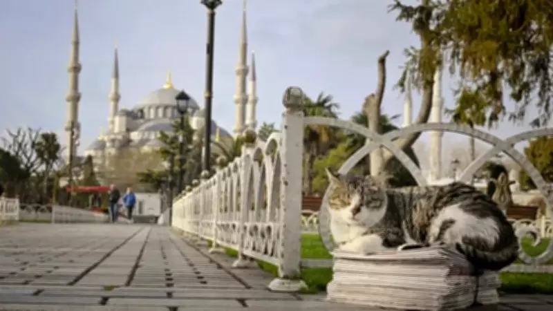 BBC World İstanbul'u 'Kedi Şehri' Olarak Dünyaya Tanıttı