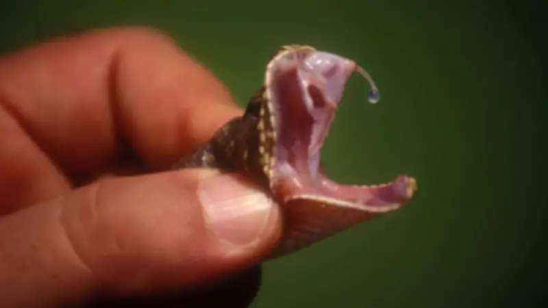 Bilim Dünyasını Şaşırtan Deney: Yılan Isırıkları Evrensel Panzehir Geliştirmeye Yardımcı Olabilir