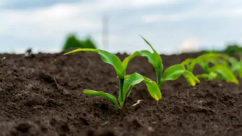 Bilim Dünyasında Devrim: Bakterilerin Bitkileri Ele Geçirme Sırrı Çözüldü