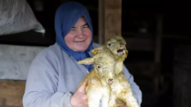 Bolu'da Dördüz Kuzu Sevinci: Ahmet Demir'in Merinos Koyunu Dört Yavru Doğurdu