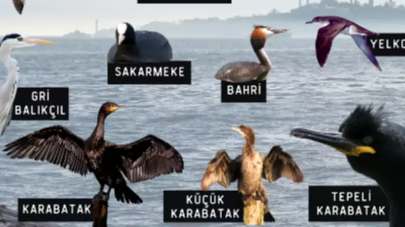 Borusan Contemporary'de Kuş Gözlemi ve Dijital Müzik Atölyesi Başlıyor