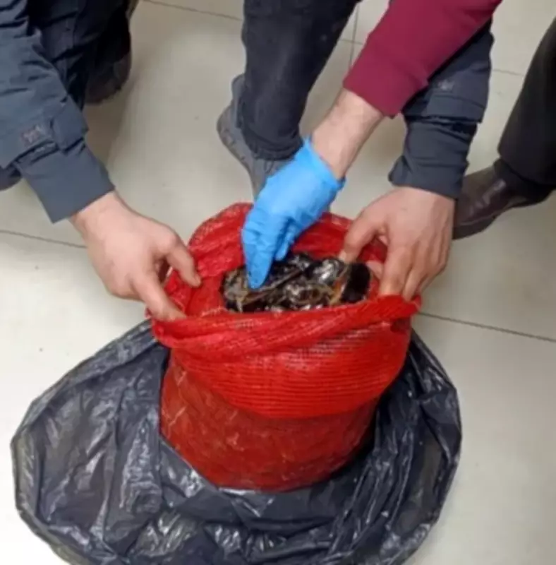 Bursa ve Balıkesir'de Sofralara Ulaşmadan Yakalandı: 10 Ton Kaçak Midye Ele Geçirildi
