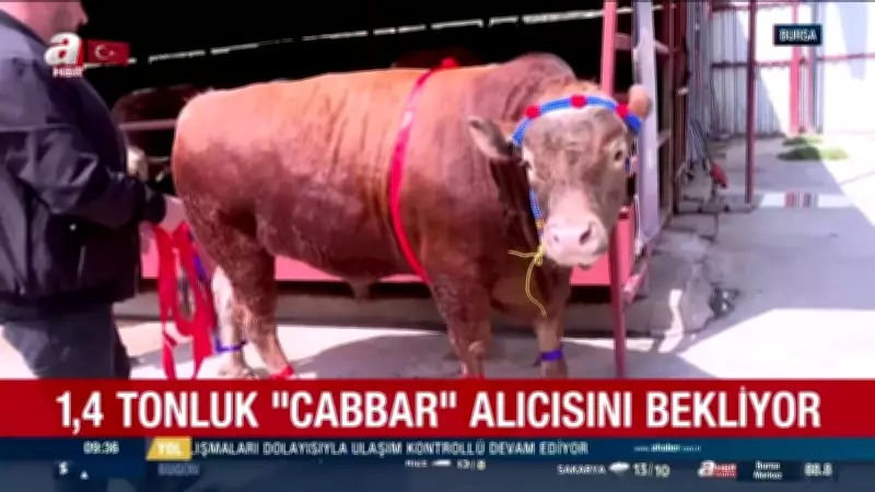 Bursa'da 1,4 Tonluk Kurbanlık Tosun 580 Bin TL'ye Satışa Sunuldu