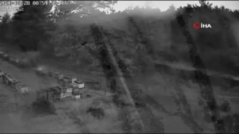 Bursa'da Ayı Ailesi Arı Kovanlarına Saldırdı: Güvenlik Kameralarına Yansıyan Görüntüler