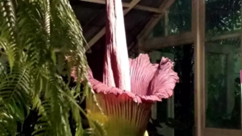 Ceset Çiçeği Şaşkınlık Yarattı: Kokusu Duyanları Kaçırıyor