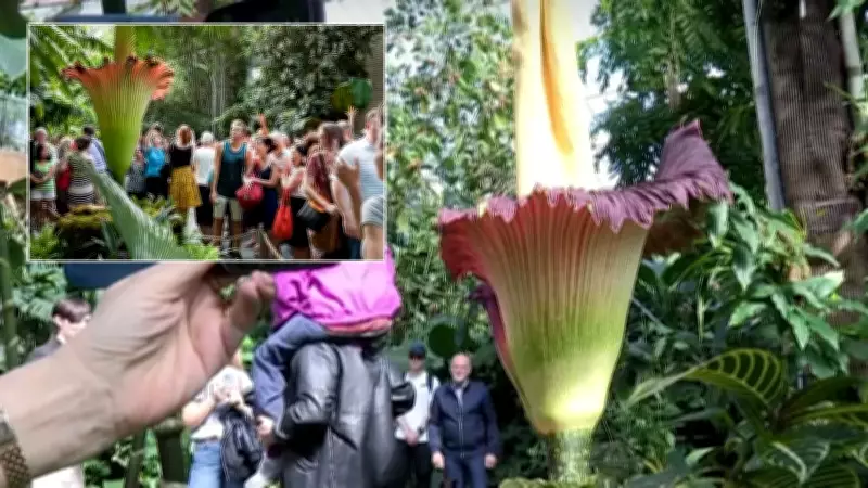 Ceset Çiçeği Londra'da Yeniden Açtı, Ziyaretçi Akınına Yol Açtı