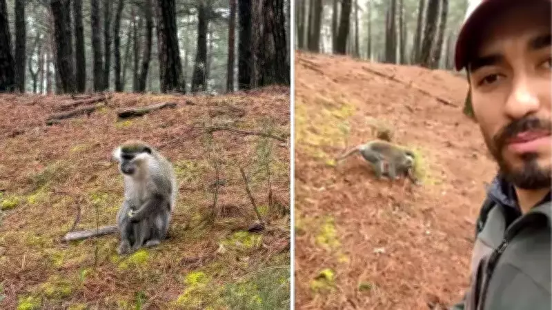 Denizli'de Bulunan Maymun Konya'da Tedavi Altına Alındı: 'Doğal Davranışlarını Sergileyemiyor'